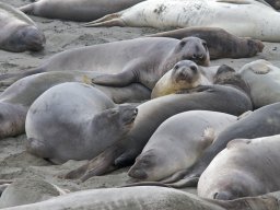 2008Elephant-Seals-21